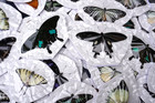 10pcs Mixed Butterflies   Spread Wings Specimens   Real Butterfly Collection