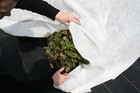 Dewitt N-sulate Frost Protection Blanket 10ft  X 12ft  1 5 Oz Freeze Cloth