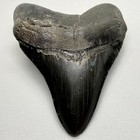 3 83  Complete Fossil Megalodon Shark Tooth - Dark Colors