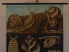 Jung Cook Quentell Animal Picture Weinberg Snail   1969 Schul-wandbild