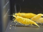 20  Mix Color Neocaridina Shrimps Live Guarantee  free Shipping