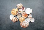 Tranquebar Scallop Seashells Brown White Pecten  20 Shells Approx  1  Inches 