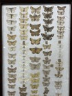 Moth Specimen Framed Wood Display Case Scientific Lab Drawer