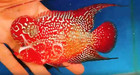 Exotic Flowerhorn Kamfa F3 Vibrant Color   Unique Shape   Live Fish  30