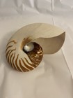 Natural Nautilus Seashell 6  Tall