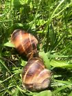 One Giant Helix Lucorum Land Snail  Exotic Gift  Terrarium Pet Snail Not African