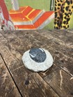 Hollardops Trilobite Fossil Paleontologist Science Ocean 300 Million Years Old