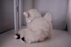 Vintage Russ Berrie Lucy White Lamb Stuffed Animal Sheep Plush Jingle Bell 9   