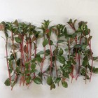 15 Ludwigia Repens  Fresh Live Aquarium Plants Bunch Freshwater Buy 2 Get 1 Free