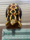 Lifelike Cute Spider Wed Pattern Tortoise Statue Reptile Resin Figure Decor 4 