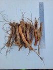 Fresh 1lb  Sassafras Root   Bark Missouri Ozarks For Tea Tonics Medicinal Use