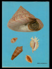 Shells On Stamps Of The World - Illustrated Catalog Of Mollusca On Postage Stamp