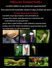 5   Large Malaysian Trumpet Snails Cleaner Feeder Algae Eaters Buy2get1free 