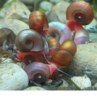 30 10 Assorted  Ramshorn Live Snails Freshwater Aquarium 