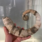 1242g215mm Big Repaired Ancyloceras Ammonite Fossil Sutures Crystal Display Mad