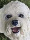 Vintage Danbury Mint Bichon Frise Dog Figurine Resin Statue 8  White Powder Puff