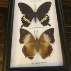 Butterfly Display Set Of 7 Framed Butterflies Taxidermy 