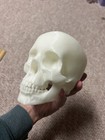 Glow In The Dark Human Skull   good Quality 3dp white-pla  Green Or Blue Glow 