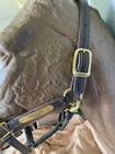 Walsh Full Size   Oversize Leather Track Halter As Is Used Free Shipping