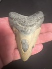 3 64    Inch Real Megalodon Shark Tooth Fossil Genuine Prehistoric Meg Teeth  092