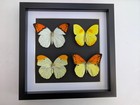 Framed Yellow Pieridae Butterfly Display  Ethically Sourced Nature Art  10x10 