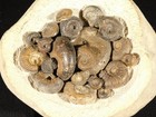 Twenty  100  Natural Ammonite Fossils In Big Matrix From Morocco 1051gr