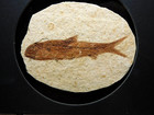 Flash Sale  Fossil Fish  Knightia Eocaena  Green River Frm  Lincoln Co  Wyoming