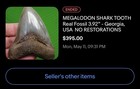 Megalodon Shark X2  No Restoration Beautiful Original Colors Museum Quality         