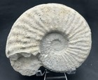 Very Nice  Both Sides  5    Cretaceous Texas Fossil Ammonite-mortoniceras Species
