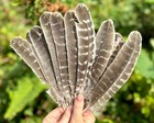 Natural Turkey Feathers  Smudging Feathers  Feathers For Smudging Or Decoration