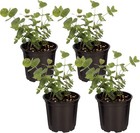 Live Aromatic And Edible Herb - Eucalyptus 4 Per Pack - Assorted Varieties  N   