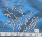   Princess  aka  bamboo   Coral Branches   Shellcraft   Sailor s Valentines  