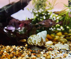 10 Live Trapdoor Snails Freshwater Aquarium Pond Algae Cleaning Snails Pack