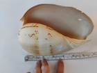 Large Natural Indian Melon Conch Sea Shell Aquarium Home Decor 6 