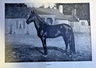 1883 Race Horses Kentucky Trotters Illustrated
