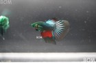 Rare Hulk Series I Green Eyed Live Betta Male Hm Green Vampire Ghost   Bom-b178