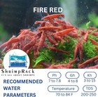 20 Fire Red Shrimps Neocaridina Live Freshwater Shrimps Aquarium  Fully Mature