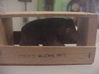Yosemite National Park   Vintage Souvenir Bear Cub In A Mailing Box  Unused