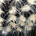 Powergrow    Cloner Plant Cloning Machine - 21 Sites