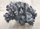 Blue Ridge Coral Cluster Heliopora Coerulea  1 Coral Approx  6 5-7 5  Inches 
