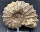 7    Texas Fossil Woodbine Ammonite conlinoceras Tarrantense  Huge  Rare Size 