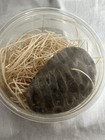 Beautiful Petoskey Stone     Pet Rock   