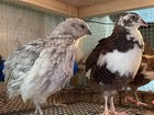 90  Fertile Jumbo Multi Color Coturnix Quail Hatching Eggs