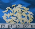   Gar Scales   Med lg Mix   50   Ivory cream   Shellcraft   Sailors Valentines  