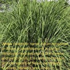 Lamatar1 Jimbu Herbs Natural Gifts 1 75 Oz From Mt  Everest Country Nepal