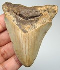Megalodon Shark Tooth - Real Fossil - 2 56     Shark Teeth - No Restorations