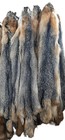 Tanned Grey Fox