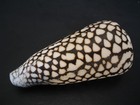 Monster   conus Marmoreus W  o 107 3mm philippines Seashell