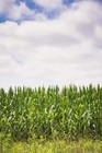 Eagle Seed Roundup Ready Glyphosate Tolerant Corn   Deer Food Plot Habitat Seed
