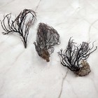 Rough Black Sea Fan Coral Dried Branches  1 Fan Approx  4  Inches 